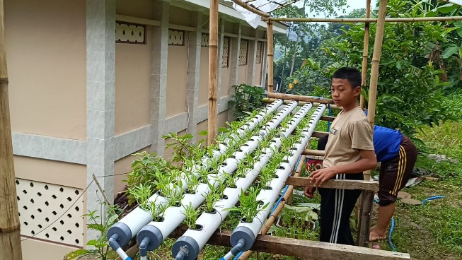 Budidaya Sayuran Kangkung Dengan Media Hidroponik Kembali Dilaksanakan Santri Pesantren Al Hilal 1 Cililin! Inilah Perkembangannya