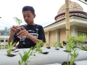 Intip Proses Pemindahan Benih Selada Bokor, Kangkung, dan Bayam ke Media Hydroponic oleh Santri Pesantren Al Hilal Cililin Yuk!