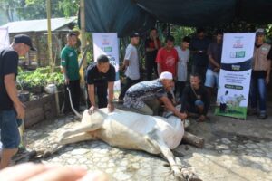 Laporan Distribusi Qurban 1445 H-2024 M LAZISWAF Pesantren Al Hilal Jangkau 6.771 Penerima Manfaat di Pelosok Desa