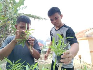 Santri Pesantren Al Hilal Cililin Kembali Merawat Tanaman Kangkung Hidroponik