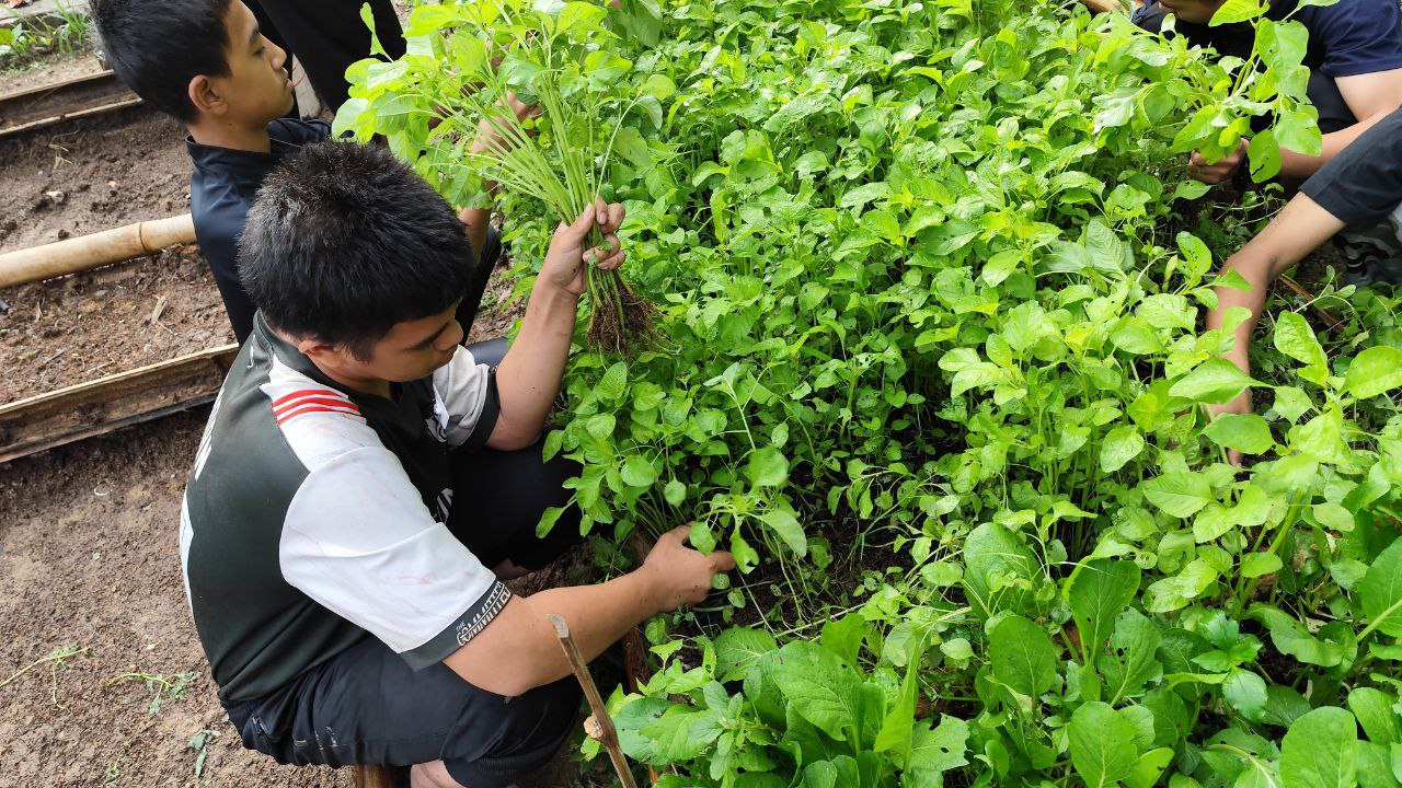 Dari Kebun ke Meja Makan, Santri Al Hilal 1 Cililin Nikmati Hasil Panen Bayam